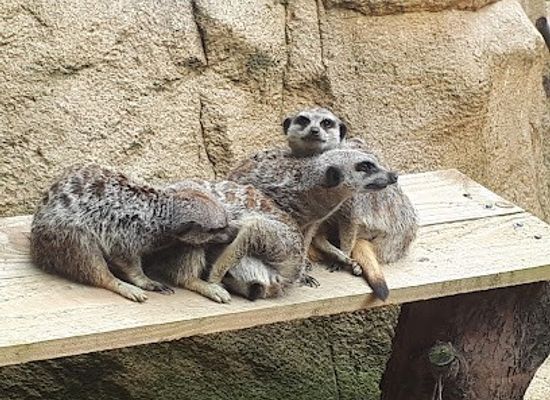 united-kingdom/london/attraction/hertfordshire-zoo