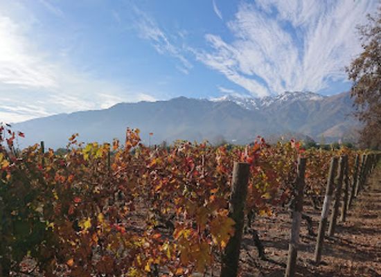chile/maipo-valley/attraction/vina-cousino-macul