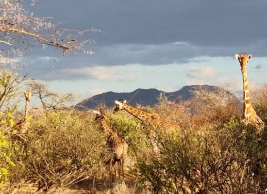 kenya/samburu-region/attraction/namunyak-wildlife-conservancy