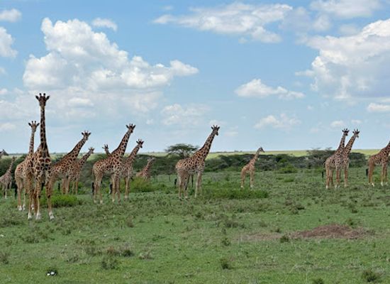 kenya/loita-plains/attraction/pardamat