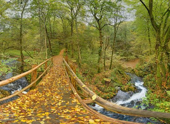 germany/eifel/attraction/wasserfall-bei-maria-martental