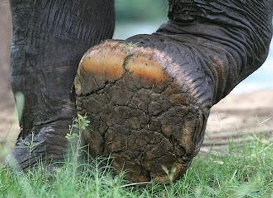 thailand/kanchanaburi/attraction/elephants-world