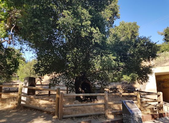 california/santa-clarita/attraction/the-oak-of-the-golden-dream