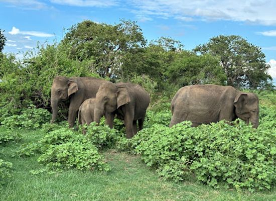 sri-lanka/dry-zone/attraction/sri-lanka-elephant-safari
