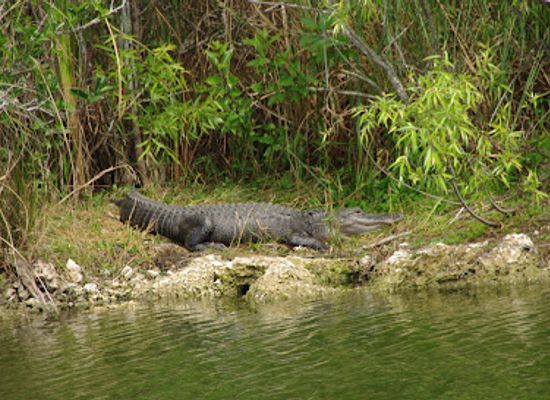 florida/everglades/attraction/ernest-f-coe-visitor-center
