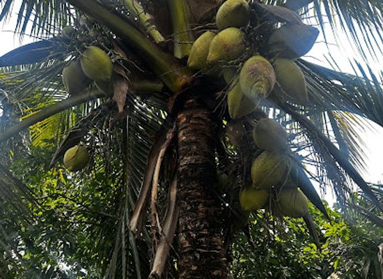bangladesh/sylhet/attraction/alishangroup-majlis-alisahebgroup