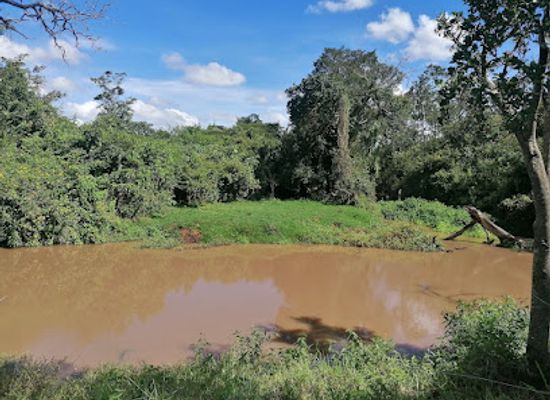 kenya/nyandarua-range/attraction/rumuruti-forest