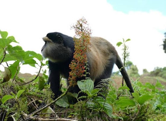 rwanda/byumba/attraction/volcanoes-national-park