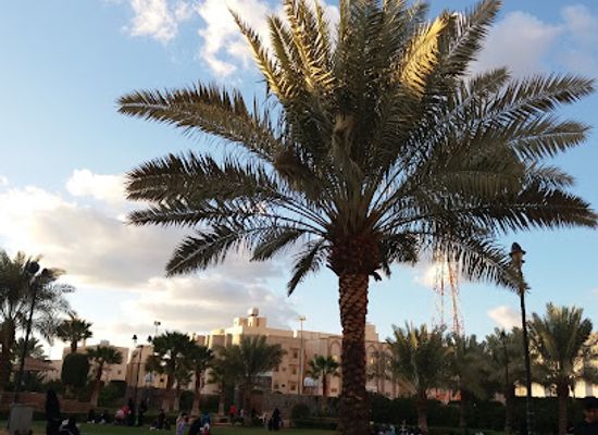 saudi-arabia/madinah/attraction/al-aswaf-garden