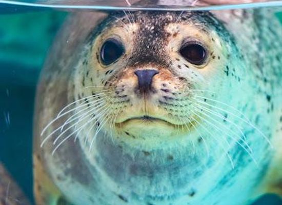 spain/san-sebastian/attraction/biarritz-aquarium