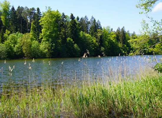 switzerland/aargau/attraction/waldweiher-haselmoos