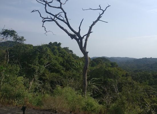 guinea/faranah/attraction/gola-rainforest-national-park