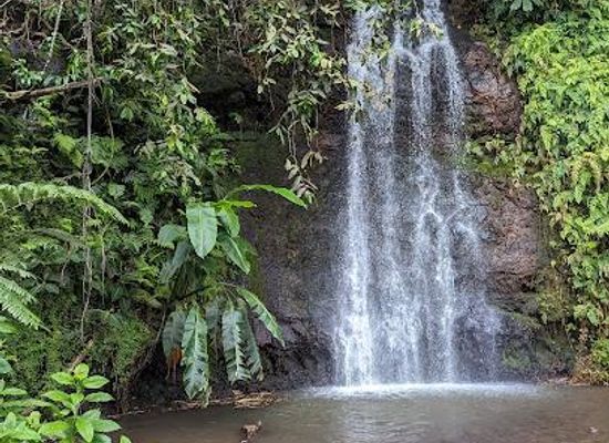 french-polynesia/papeete/attraction/water-gardens-vaipahi