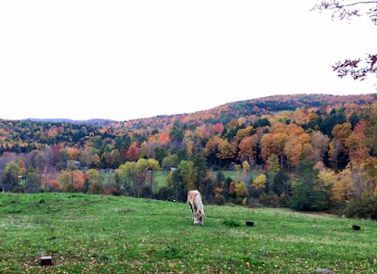 vermont/upper-valley/attraction/sugarbush-farm