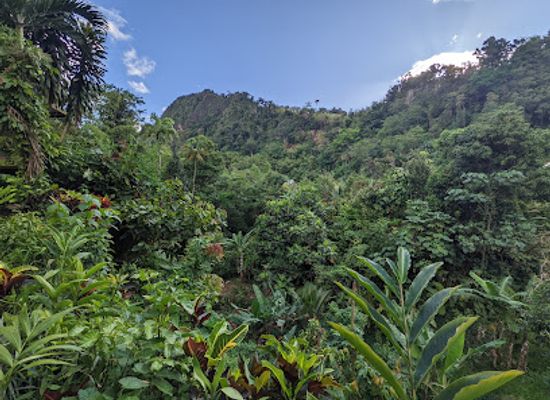 dominica/saint-david/attraction/trailhead-start-for-boiling-lake
