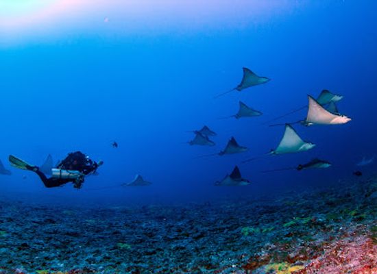 french-polynesia/rangiroa/attraction/ccr-rangiroa