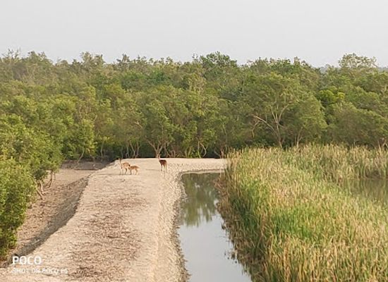 india/sundarbans/attraction/sunderban-wild-nest-a-village-resort