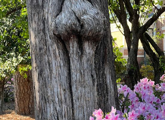 south-carolina/aiken/attraction/nut-tree