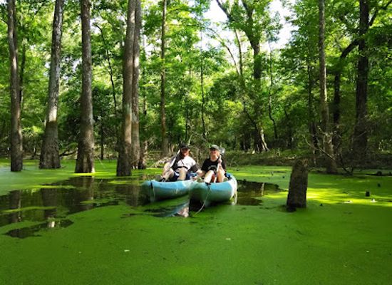 louisiana/honey-island-swamp/attraction/pearl-river-honey-island-swamp-museum-research-center