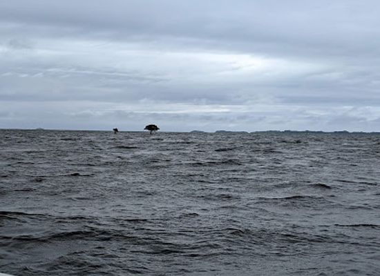 fiji/viti-levu/attraction/the-tree-at-bau