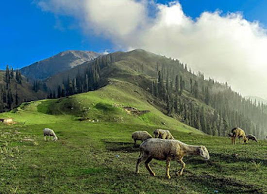 pakistan/khyber-pakhtunkhwa/attraction/paya-meadows