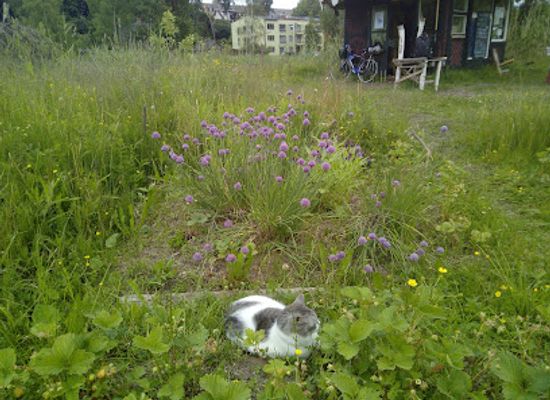 estonia/tartumaa/attraction/emajoe-aed
