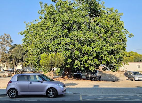 cyprus/kato-paphos/attraction/oldest-ficus-tree