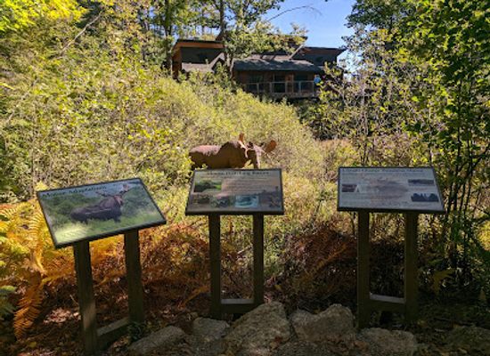 new-hampshire/mount-washington/attraction/squam-lakes-natural-science-center