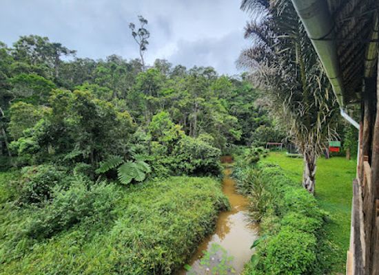 madagascar/atsinanana/attraction/reserve-speciale-d-analamazoatra