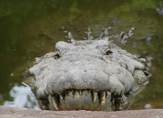 zambia/zambezi-basin/attraction/livingstone-crocodile-park