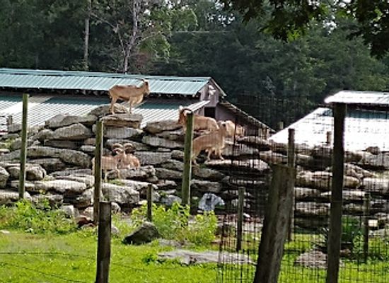 maryland/cunningham-falls-state-park/attraction/catoctin-wildlife-preserve