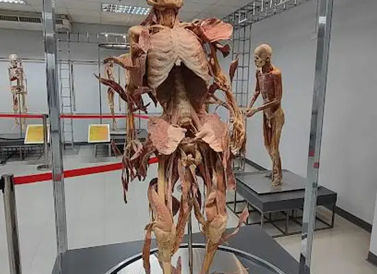 thailand/western-thailand/attraction/museum-of-human-body
