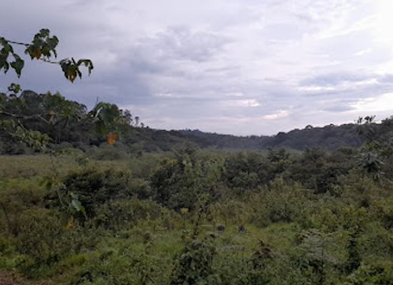 uganda/bwindi-impenetrable-national-park/attraction/ngoto-island-tourism-hub-bwindi