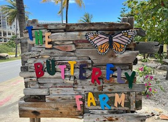 aruba/palm-beach/attraction/the-butterfly-farm-aruba