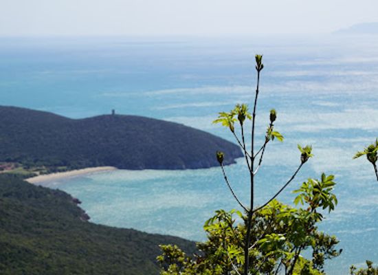 italy/maremma/attraction/torre-cala-di-forno