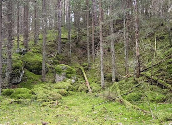 finland/lahti/attraction/salpausselka-bog-trail