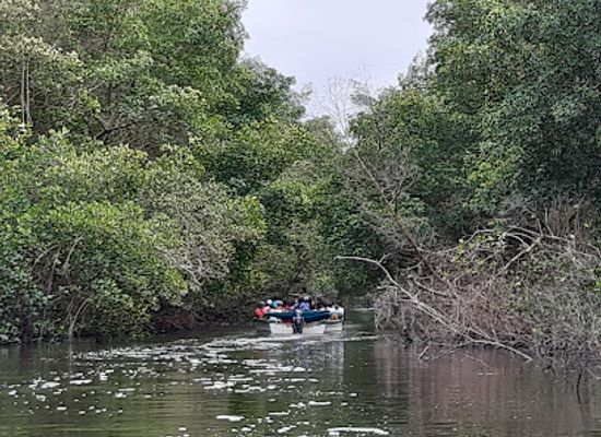 trinidad-and-tobago/nariva/attraction/kalpoo-s-caroni-bird-sanctuary-ibis-tours