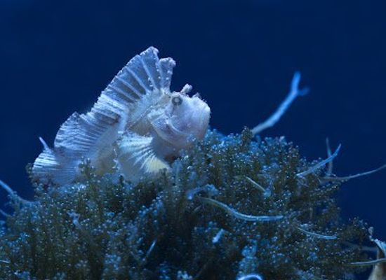 spain/madrid/attraction/atlantis-aquarium-madrid