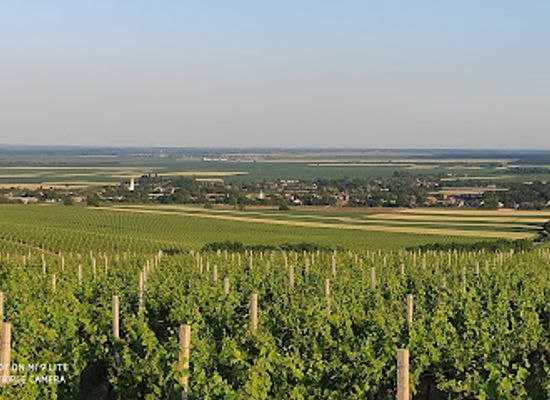 croatia/baranja/attraction/vidikovac-vina-belje