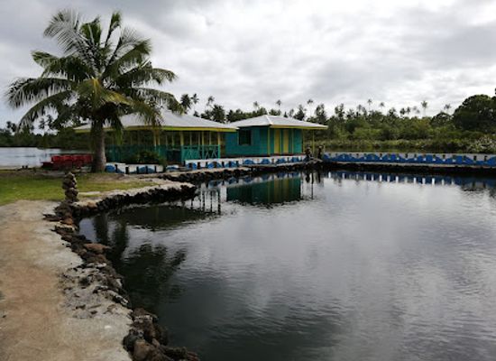 samoa/to-sua-ocean-trench/attraction/swimming-with-turtles
