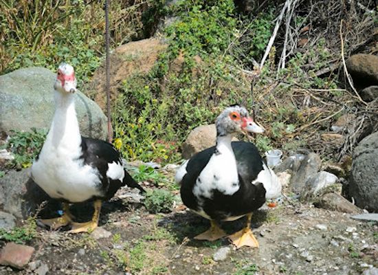 cyprus/kakopetria-village/attraction/monopati-vateris
