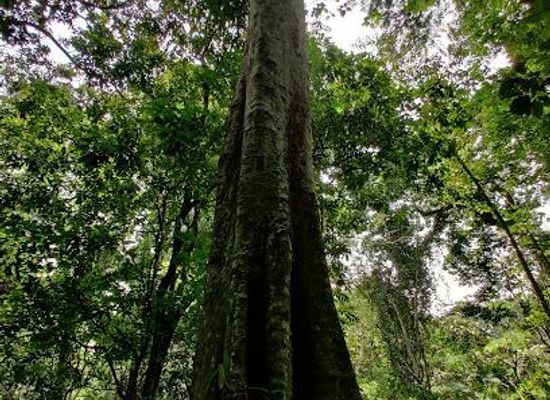 uganda/jinja/attraction/mabira-central-forest-reserve