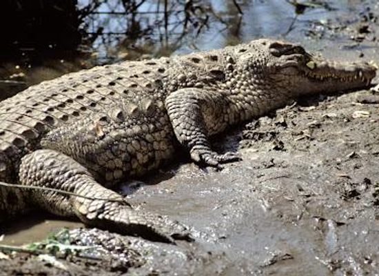 zambia/livingstone/attraction/victoria-falls-crocodile-park