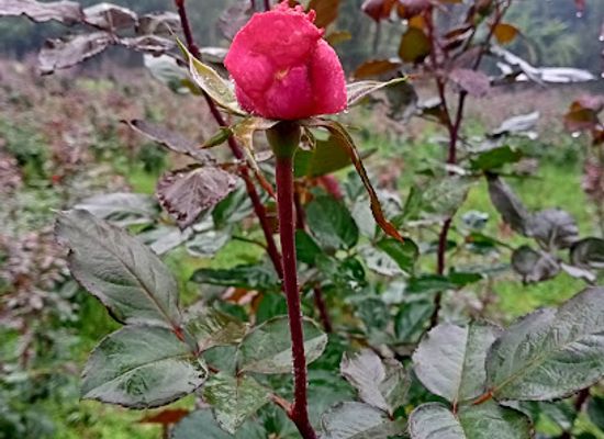 india/west-bengal/attraction/flowers-valley-of-gurtala