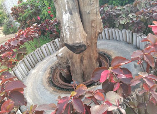 togo/agbodrafo/attraction/wizard-tree-of-lome