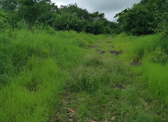 mauritius/flacq/attraction/little-forest