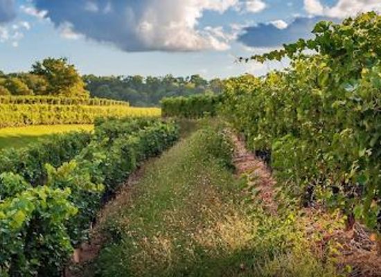 canada/niagara-peninsula/attraction/kacaba-vineyards-and-winery