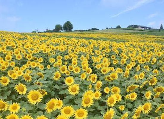 japan/harima/attraction/hyogo-prefecture-awaji-hanasajiki