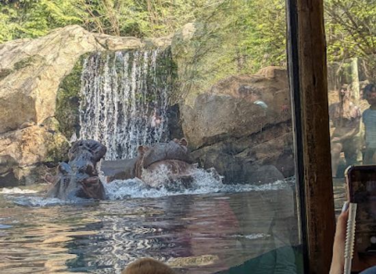 ohio/cincinnati/attraction/hippo-cove