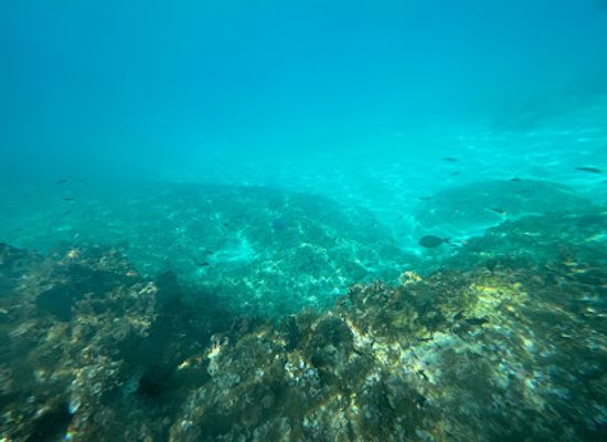 the-bahamas/berry-islands/attraction/snorkel-sculpture-garden